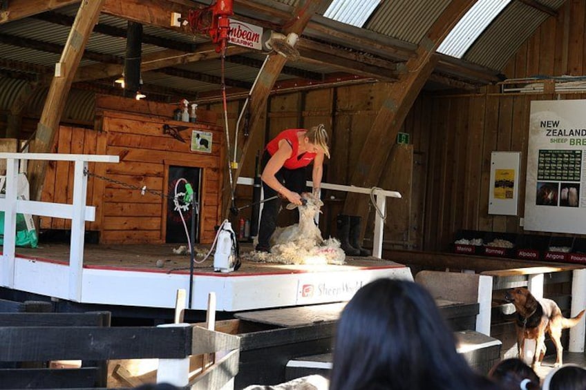 Sheep World Country Tour from Auckland 3