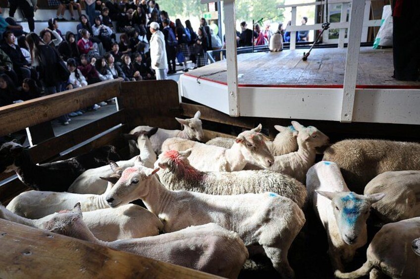 Sheep World Country Tour from Auckland 4