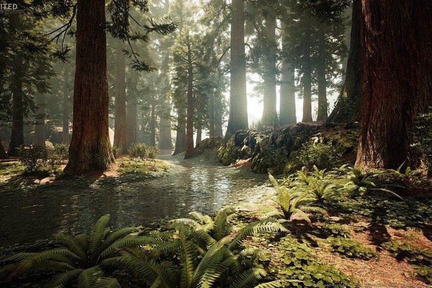 A forest with tall trees, a stream, and ferns. 1