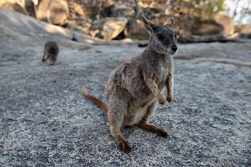 Chillagoe Caves and Outback Day Trip from Cairns 2