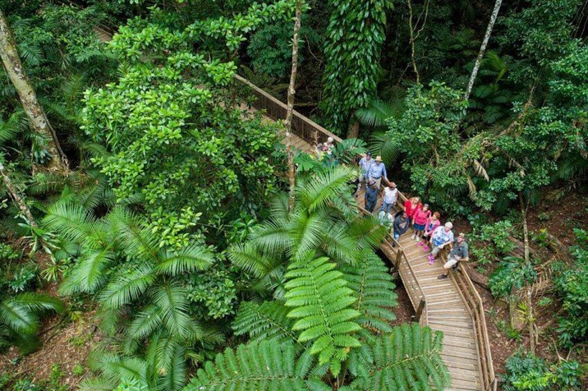Cape Tribulation Daintree River and Bloomfield Track 2