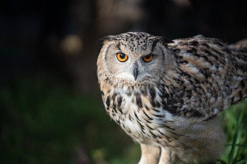An owl with yellow eyes and mottled brown and white feathers. 2