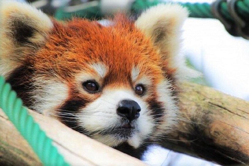 A red panda resting on a branch. 3