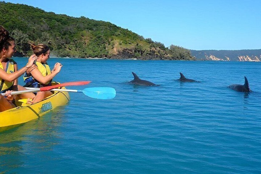 Un kayak sur une eau calme, avec des dauphins à proximité. 5