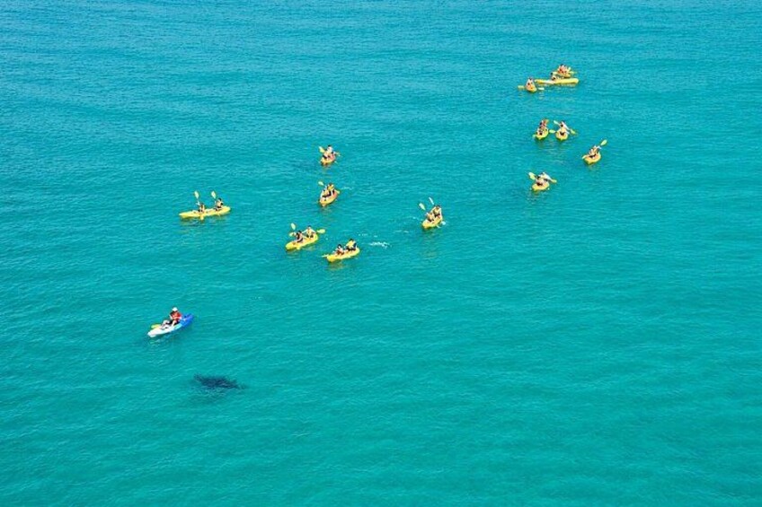 Epic Kayak With Dolphins & Wildlife - 4WD Beach Adventure Noosa 4