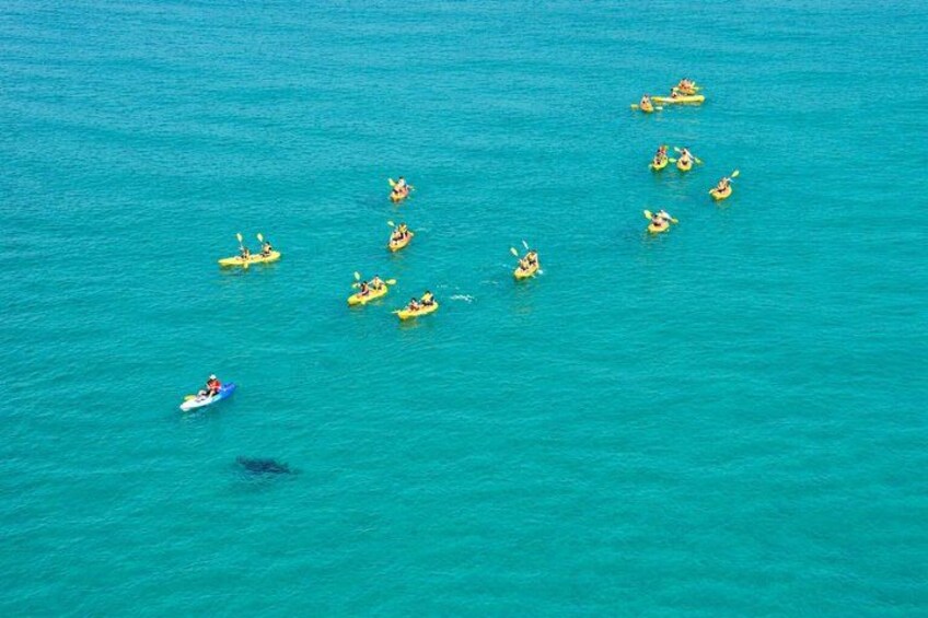 Epic Kayak With Dolphins & Wildlife - 4WD Beach Adventure Noosa 3