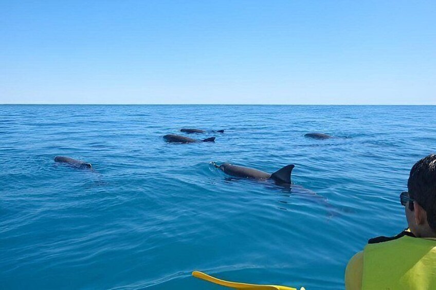 Une personne portant un gilet de sauvetage jaune observe des dauphins nager dans l’océan. 4