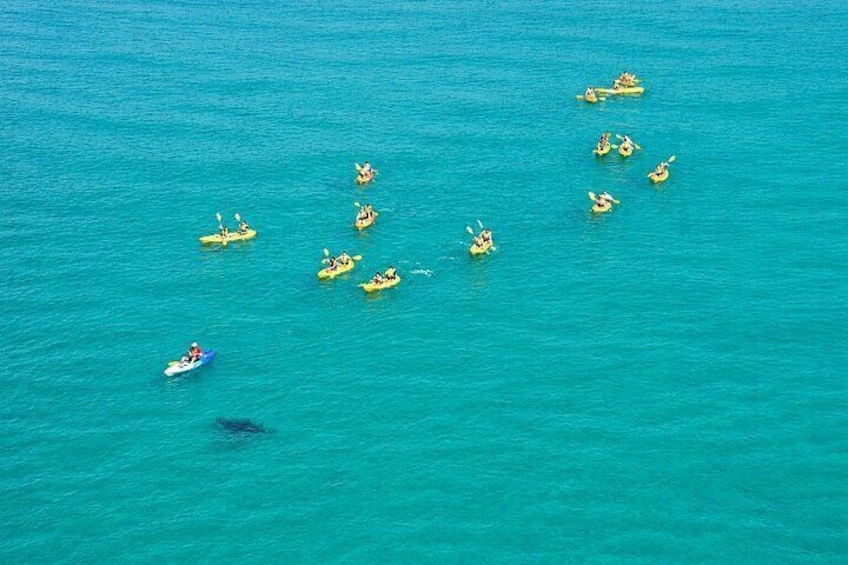 Epic Kayak With Dolphins & Wildlife - 4WD Beach Adventure Noosa 4