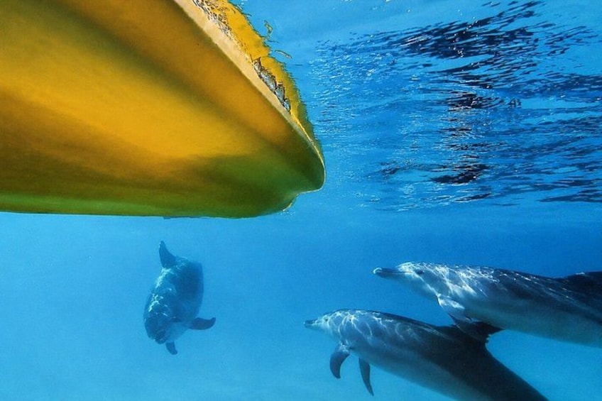 A diver, a turtle, and two dolphins swimming underwater. 3