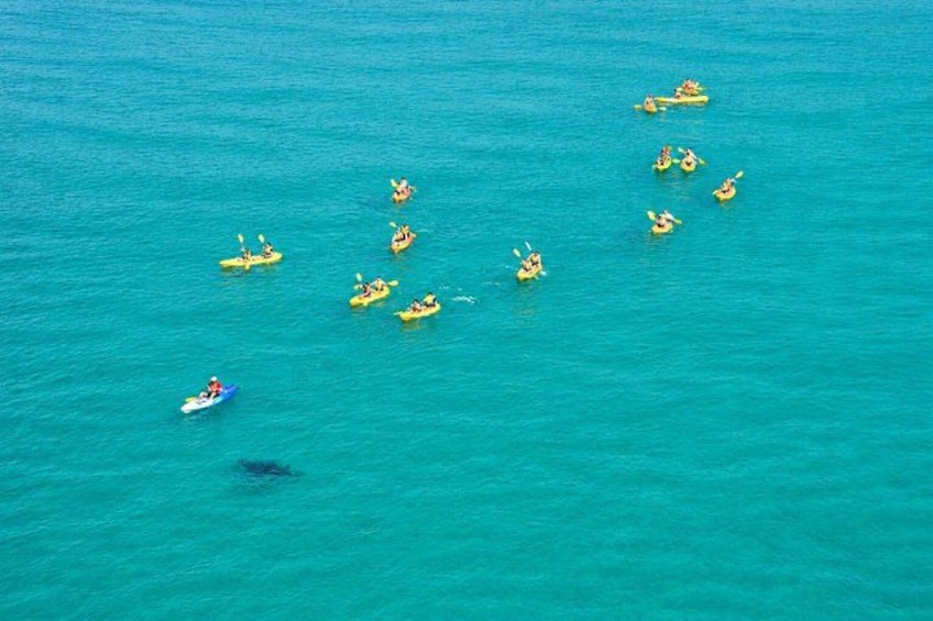 Epic Kayak With Dolphins & Wildlife - 4WD Beach Adventure Noosa 4