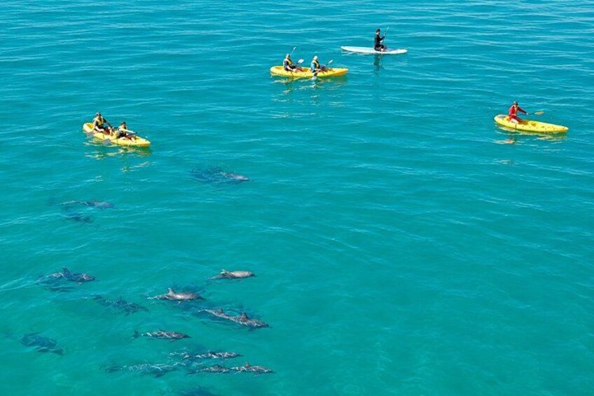 Epic Kayak With Dolphins & Wildlife - 4WD Beach Adventure Noosa 5