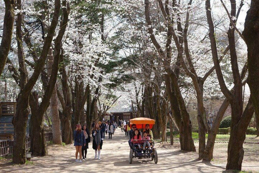 A pathway lined with cherry blossom trees, a person in a wheelchair, and people walking. 3