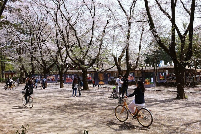 A park with cherry blossom trees, people walking and cycling. 5