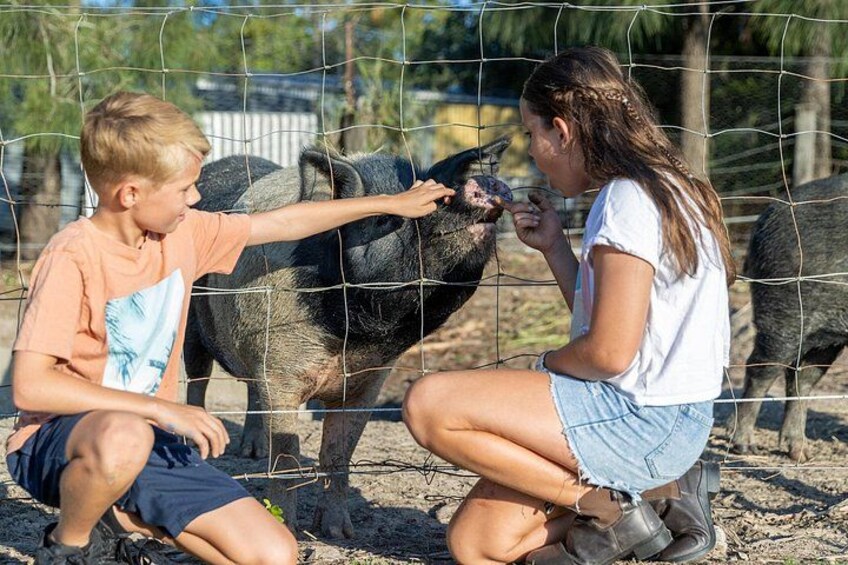 Dos personas interactuando con un cerdo detrás de una cerca de alambre. 2