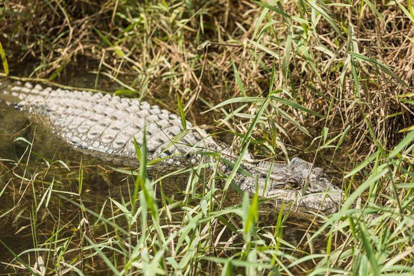 Spotting crocodiles in the wild! 5