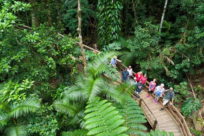 Daintree Rainforest Boardwalk Tour with local guide 4
