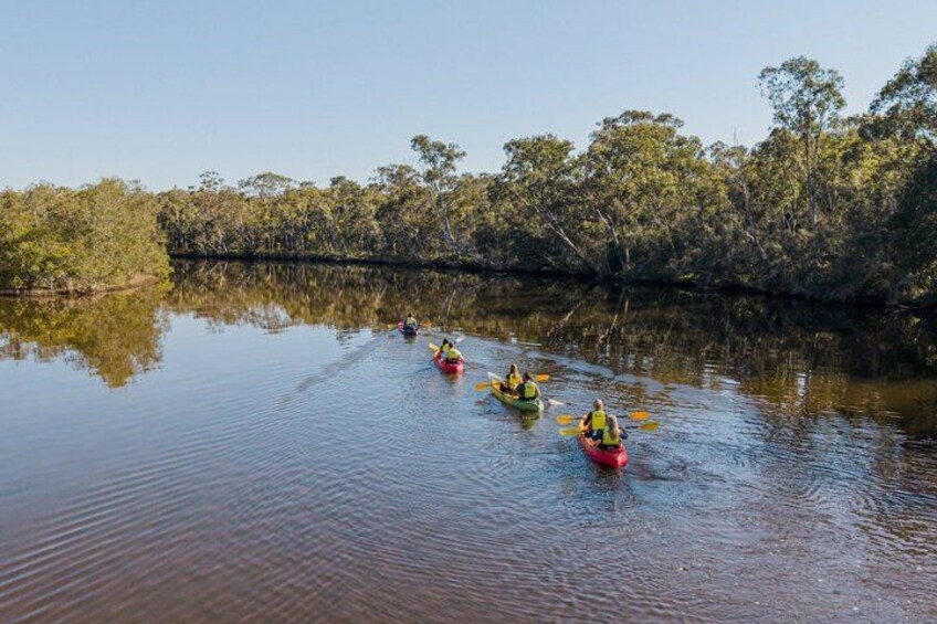 Noosa Everglade Kayak -South/Noosa End - Searching for Stingrays! 1