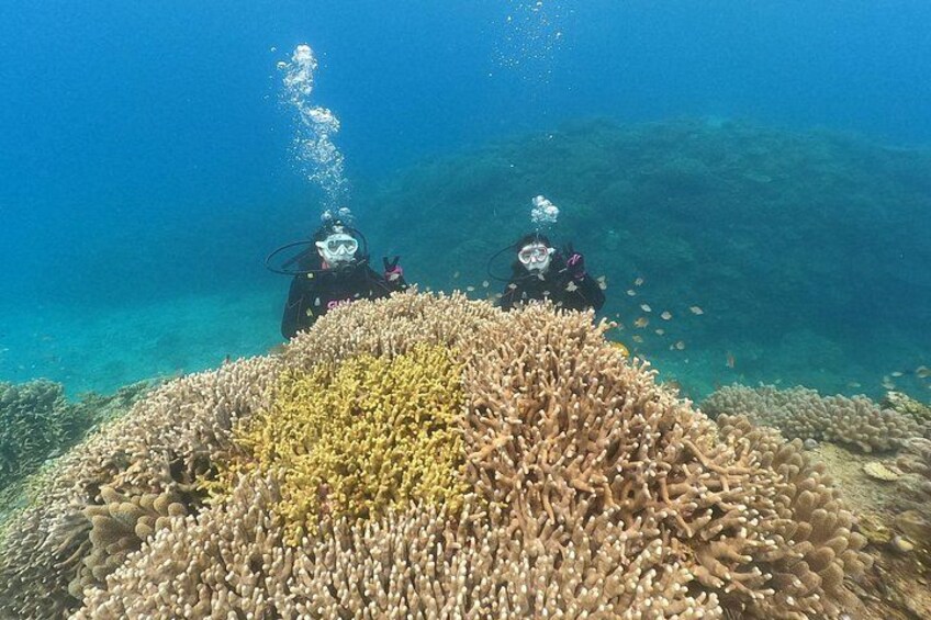 Okinawa: Discover SCUBA Diving 2 Dives at Minna, Sesoko or Motobu 3