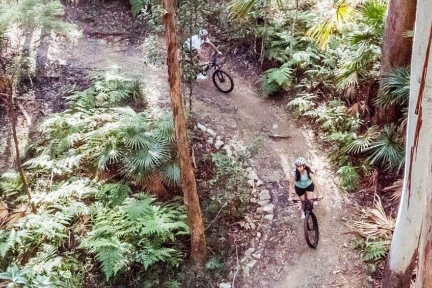 A mountain biker on a dirt trail surrounded by dense ferns and trees. 1