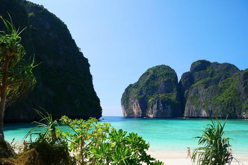 Phi Phi & Maya Bay PREMIUM Trip by Speedboat: Full Food & Pickup 3