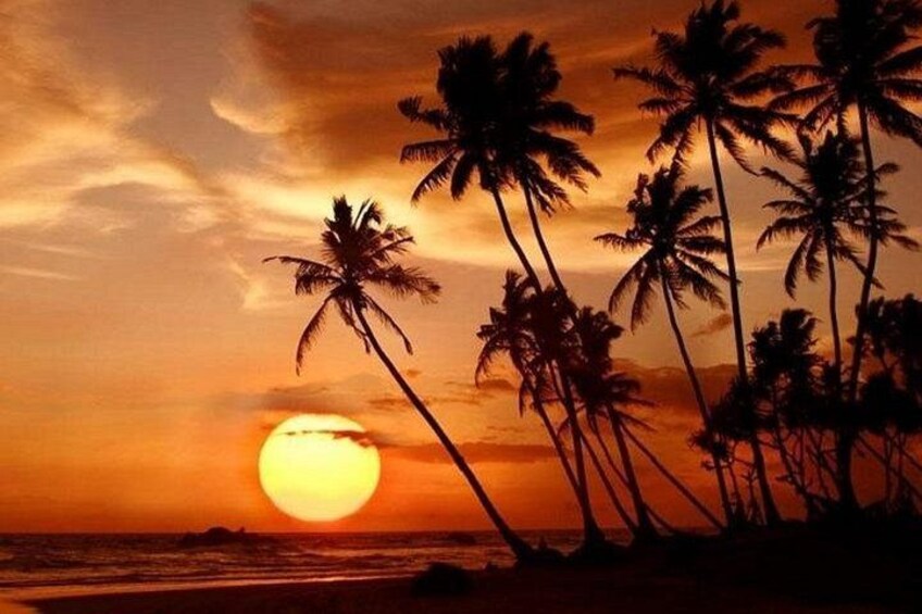 A sunset with palm trees silhouetted against the sky. 3