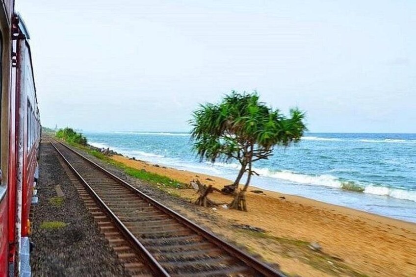 A train on tracks, a beach, and a palm tree. 1