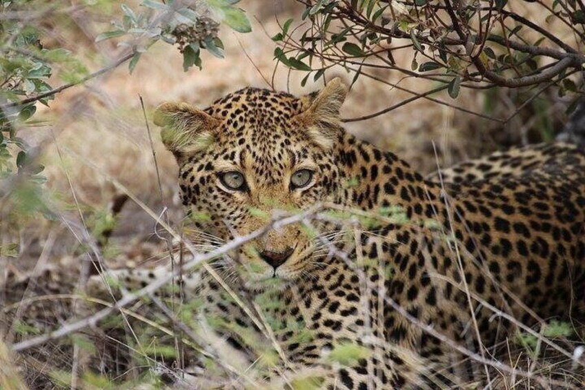 Un leopardo sdraiato nell'erba, parzialmente nascosto dalla vegetazione. 5
