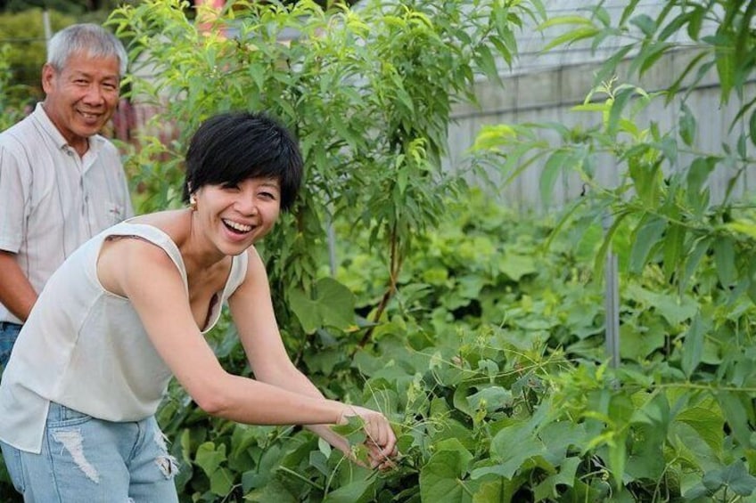 Tour an organic Daxi farm and learn about the community's local agriculture