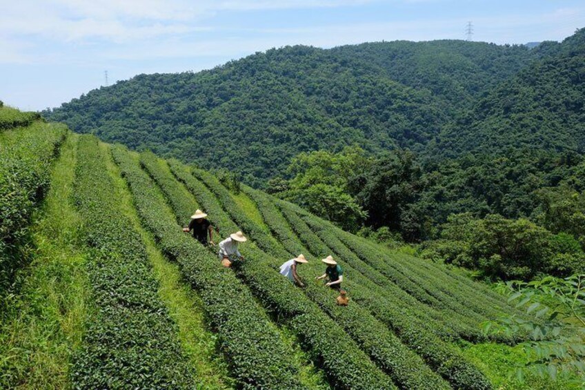 Pick tea leaves with a local farmer