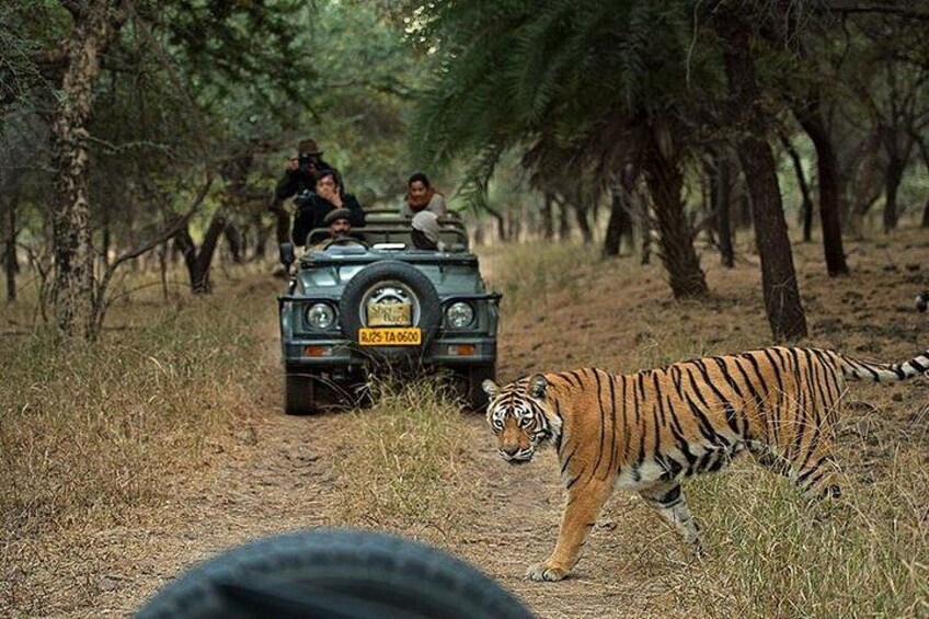 A tiger walking on a path with a vehicle and people in the background. 1