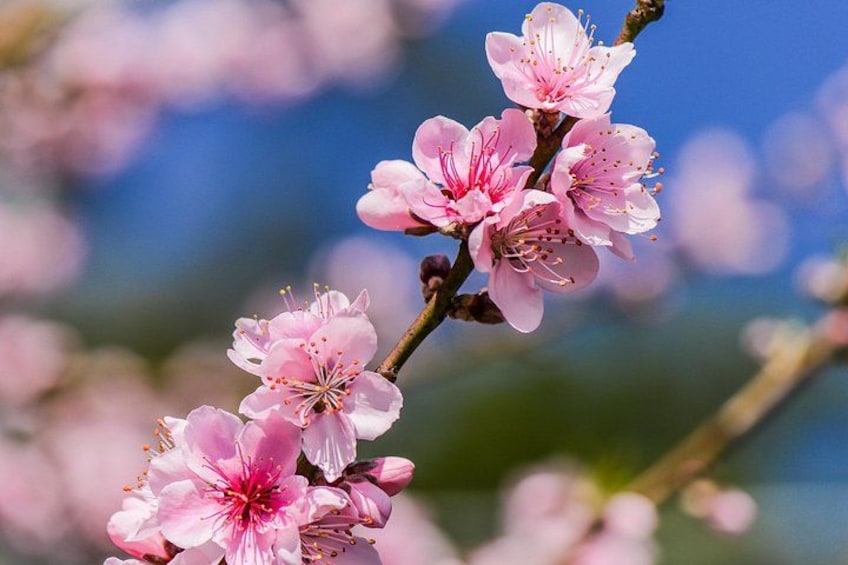 Pink cherry blossoms on a branch against a blue sky. 3