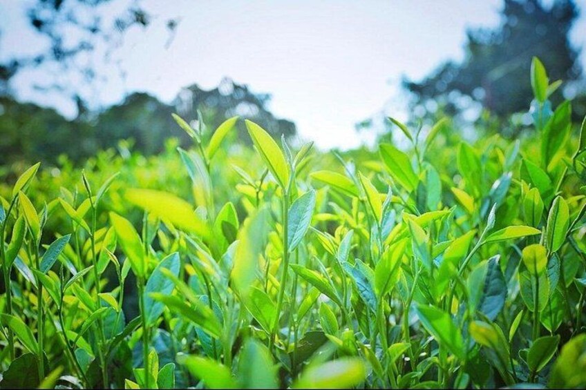 Green tea leaves 5