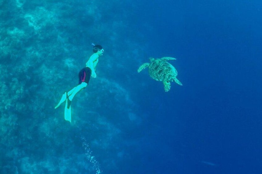 Ein Taucher schwimmt mit einer Meeresschildkröte in klarem, blauem Wasser. 4