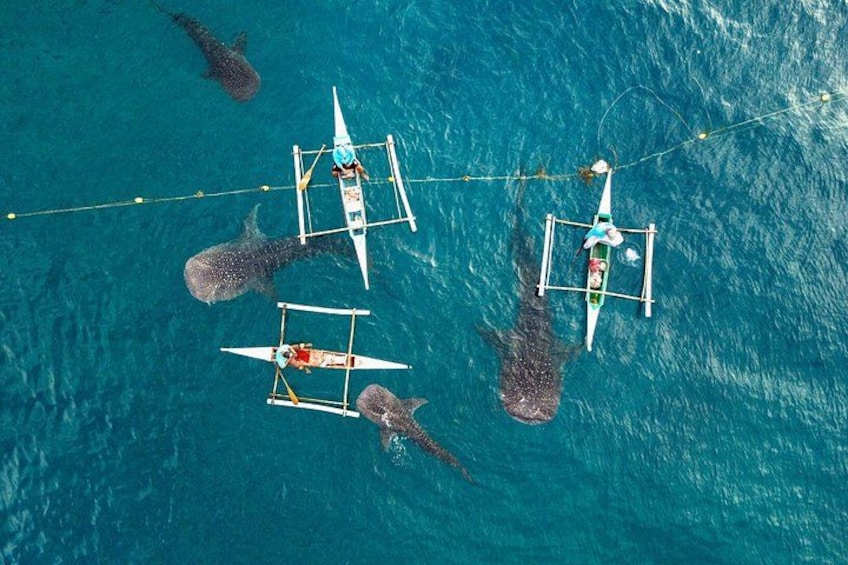 Whale Shark Encounter and Tumalog Waterfalls Tour 5