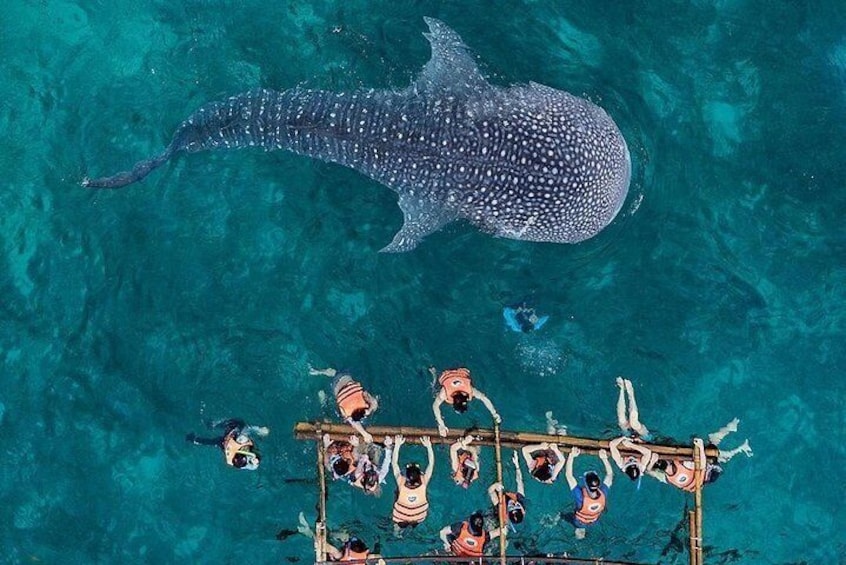 Private Cebu Day Tour: Oslob Whaleshark & Tumalog Falls (Sumilon Island)