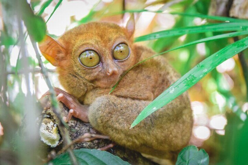 Tarsier