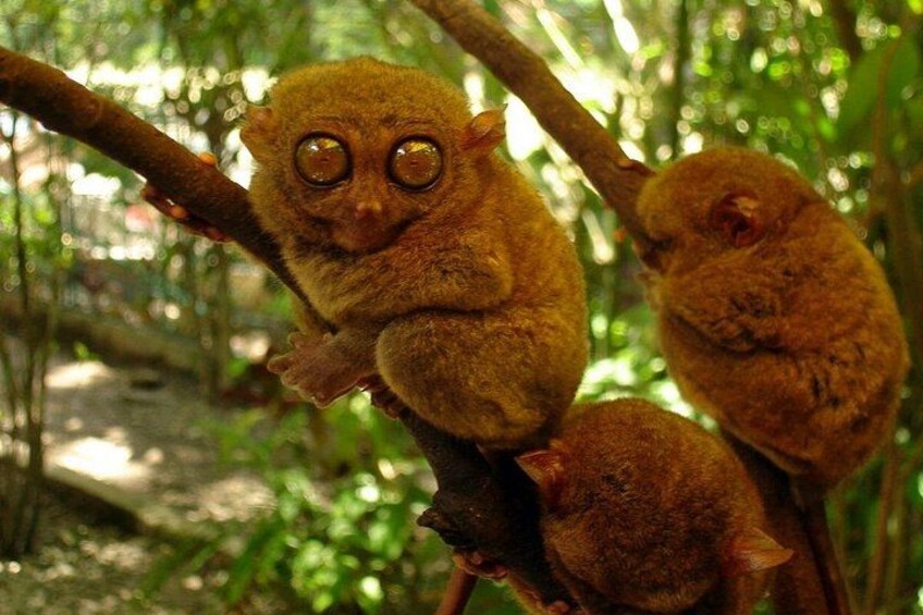 Cebu to Bohol: 2D and 1N with Bohol Country Side Tour 3