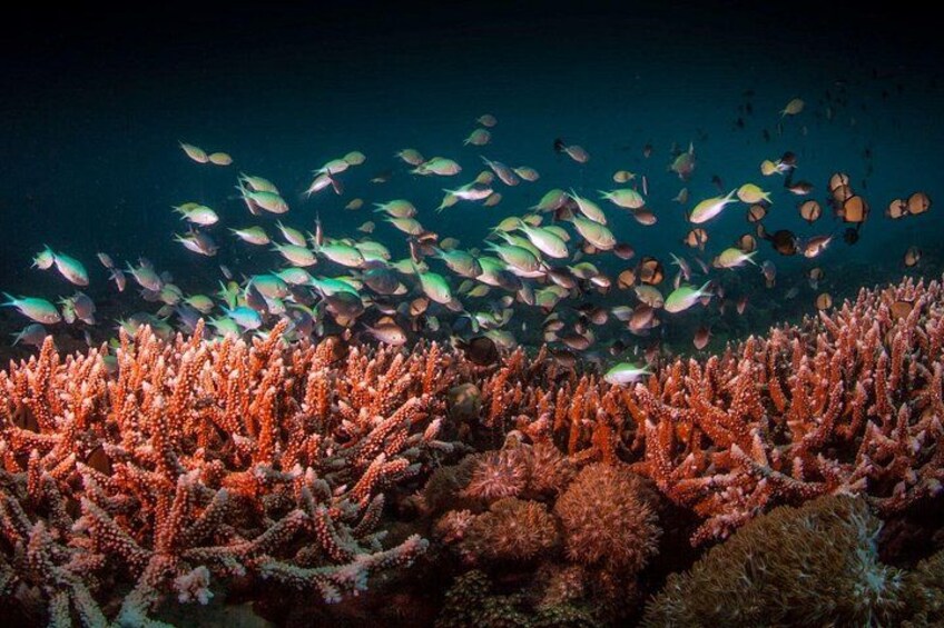 Night Dive 4
