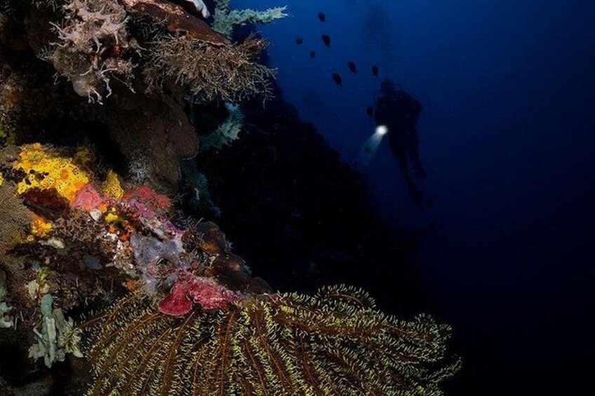 Night Dive 1