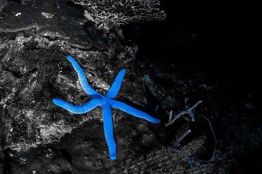 Night Dive 5