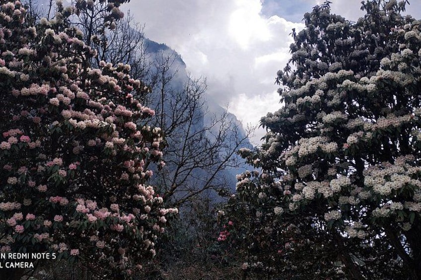 A mountainous landscape with dense shrubbery and trees. 2
