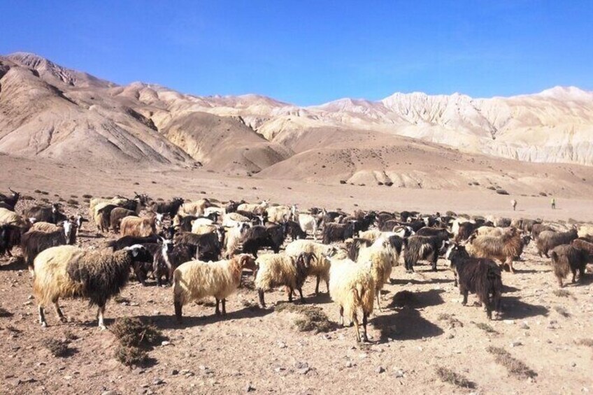 Yalung Base Camp Trekking 3