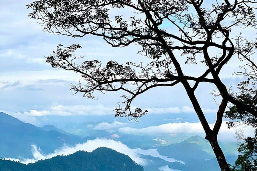A tree with a clear view of a mountainous landscape and a valley below. 3
