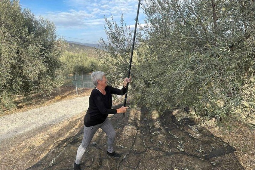 A person pruning a tree. 4
