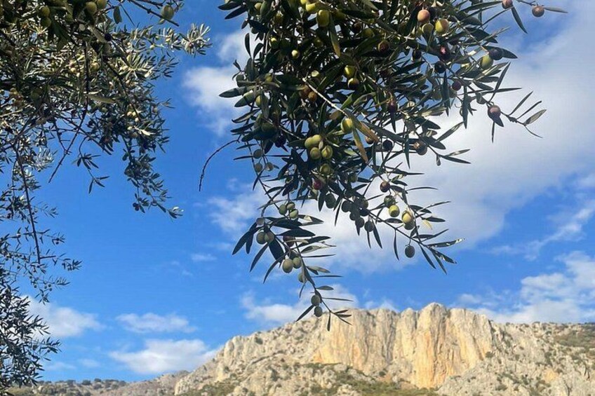 Olive branches against a mountainous backdrop. 2