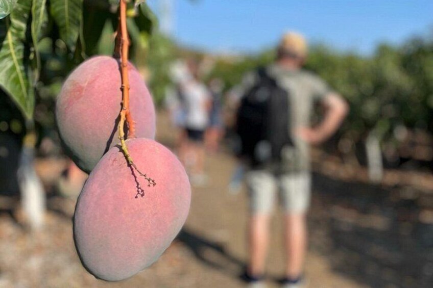 Tropical Tour: Avocado & Mango Farm - Small group and tasting 2