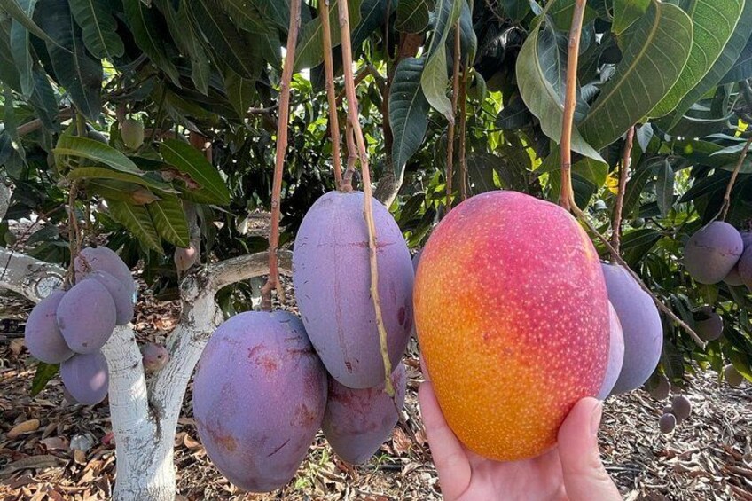 Tropical Tour: Avocado & Mango Farm - Small group and tasting 2