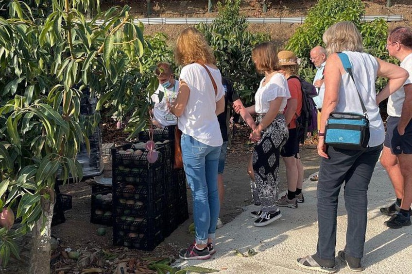 Un gruppo di persone in piedi vicino a una pianta con foglie verdi e casse nere. 3