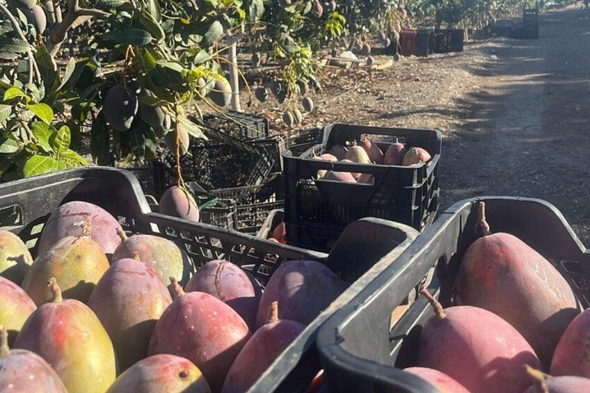 Tropical Tour: Avocado & Mango Farm - Small group and tasting 5