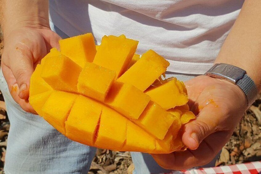 Tropical Tour: Avocado & Mango Farm - Small group and tasting 3